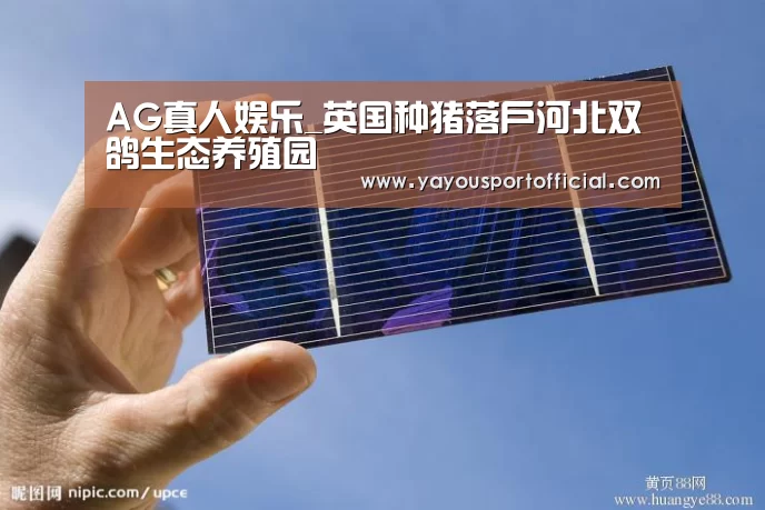 AG真人娱乐_英国种猪落户河北双鸽生态养殖园(图4) AG真人